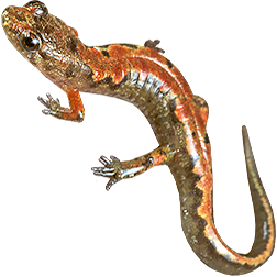 Ocoee Salamander